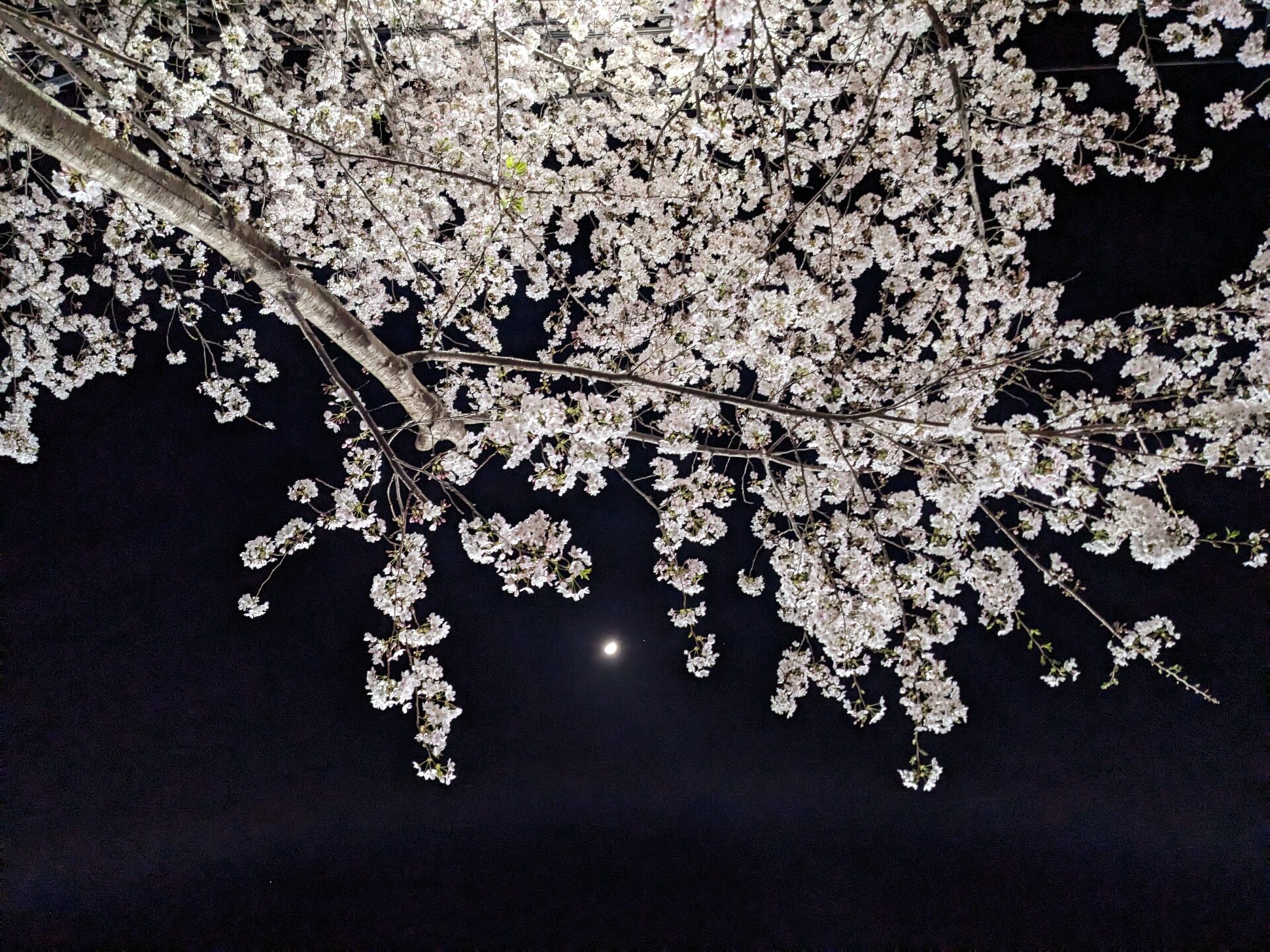 夜桜